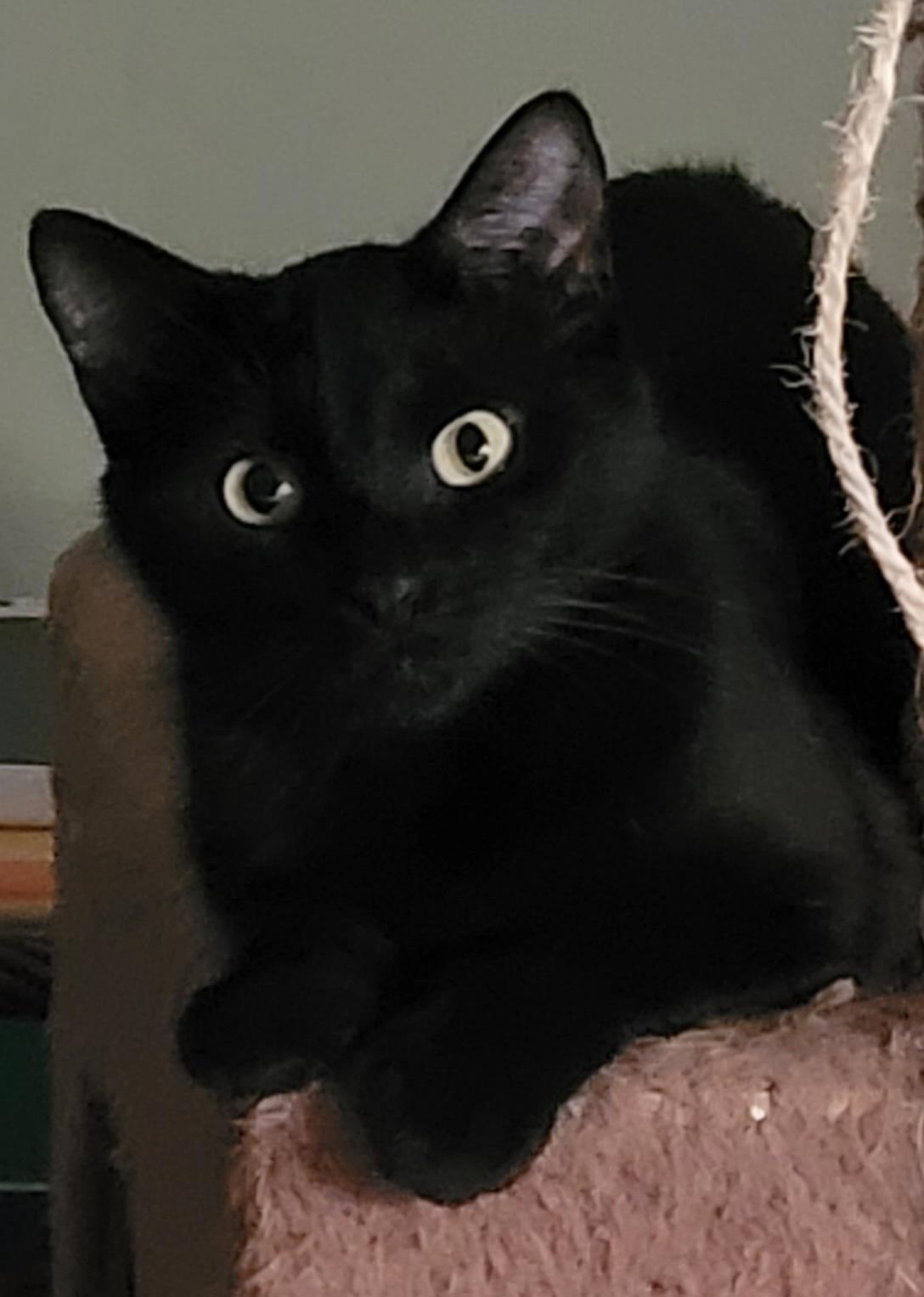 Kuro, Adoptable, Adult Female Domestic Short Hair.