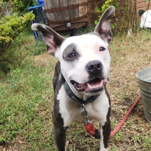 Ramona (in foster), Young Female American Staffordshire Terrier