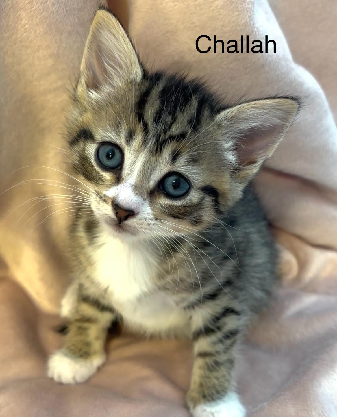 Challah, Adopted, Kitten Female Domestic Short Hair & American Shorthair.