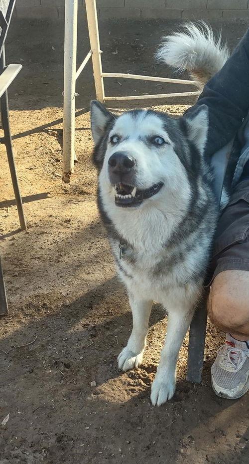 Enlarge Ralph, a Adoptable Husky in Phoenix, AZ image 1/3