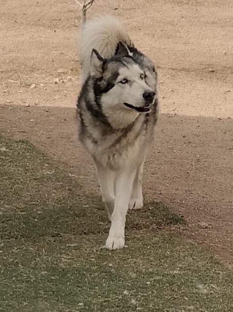 Enlarge Ralph, a Adoptable Husky in Phoenix, AZ image 2/3