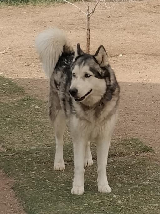 Enlarge Ralph, a Adoptable Husky in Phoenix, AZ image 3/3