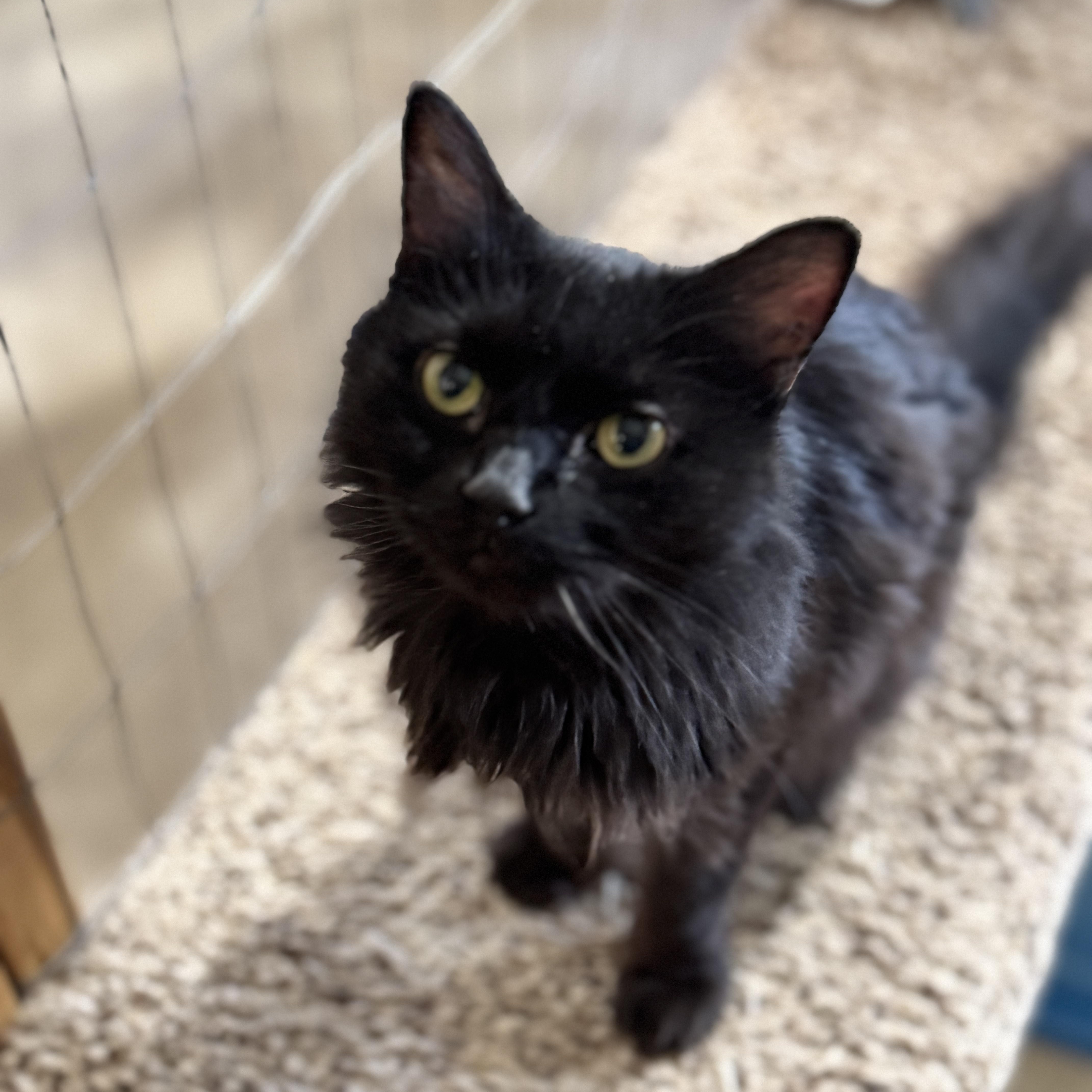 LUNA, Adoptable, Adult Female Norwegian Forest Cat.