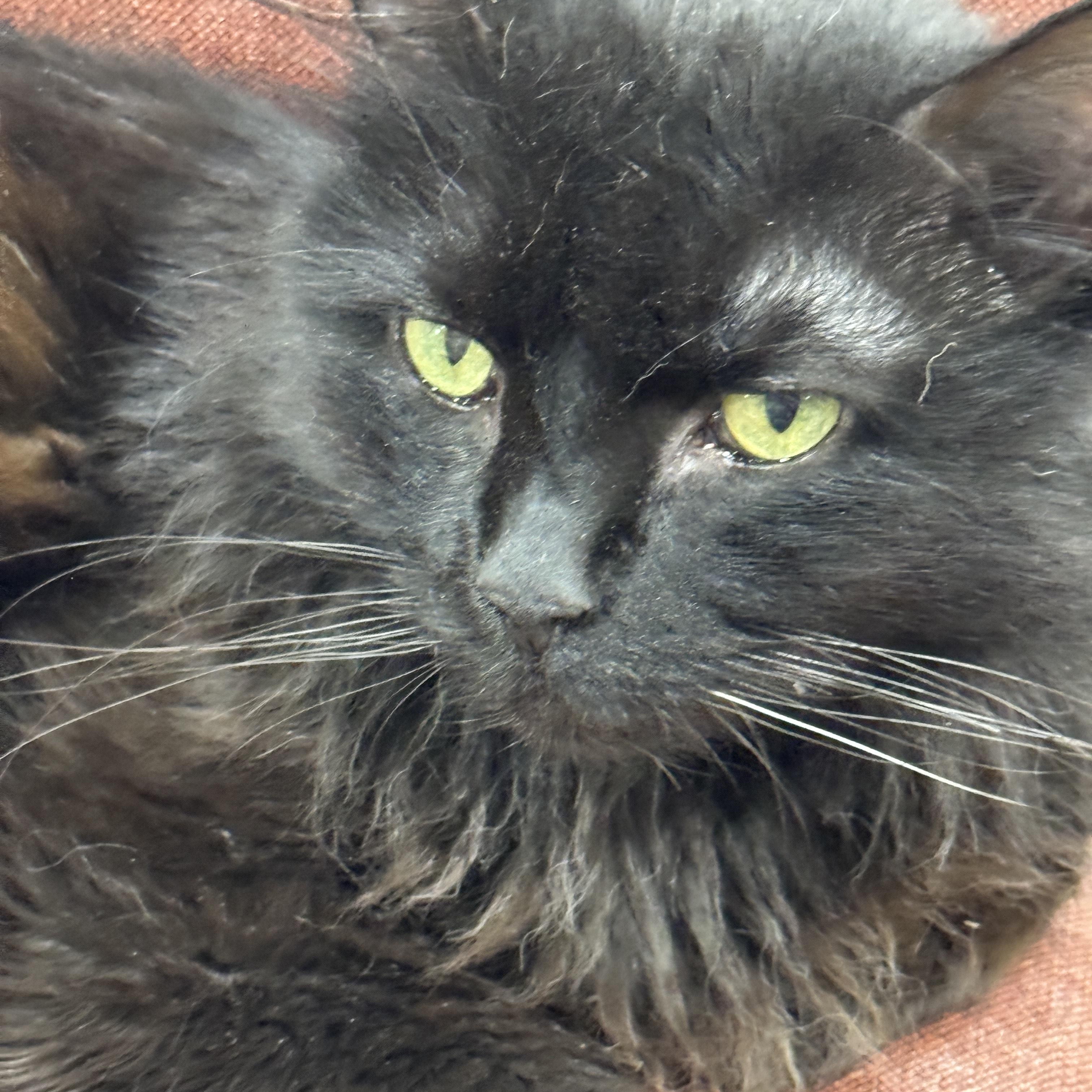 Enlarge LUNA, a Adoptable mixed breed in Harrisville, UT image 2/2