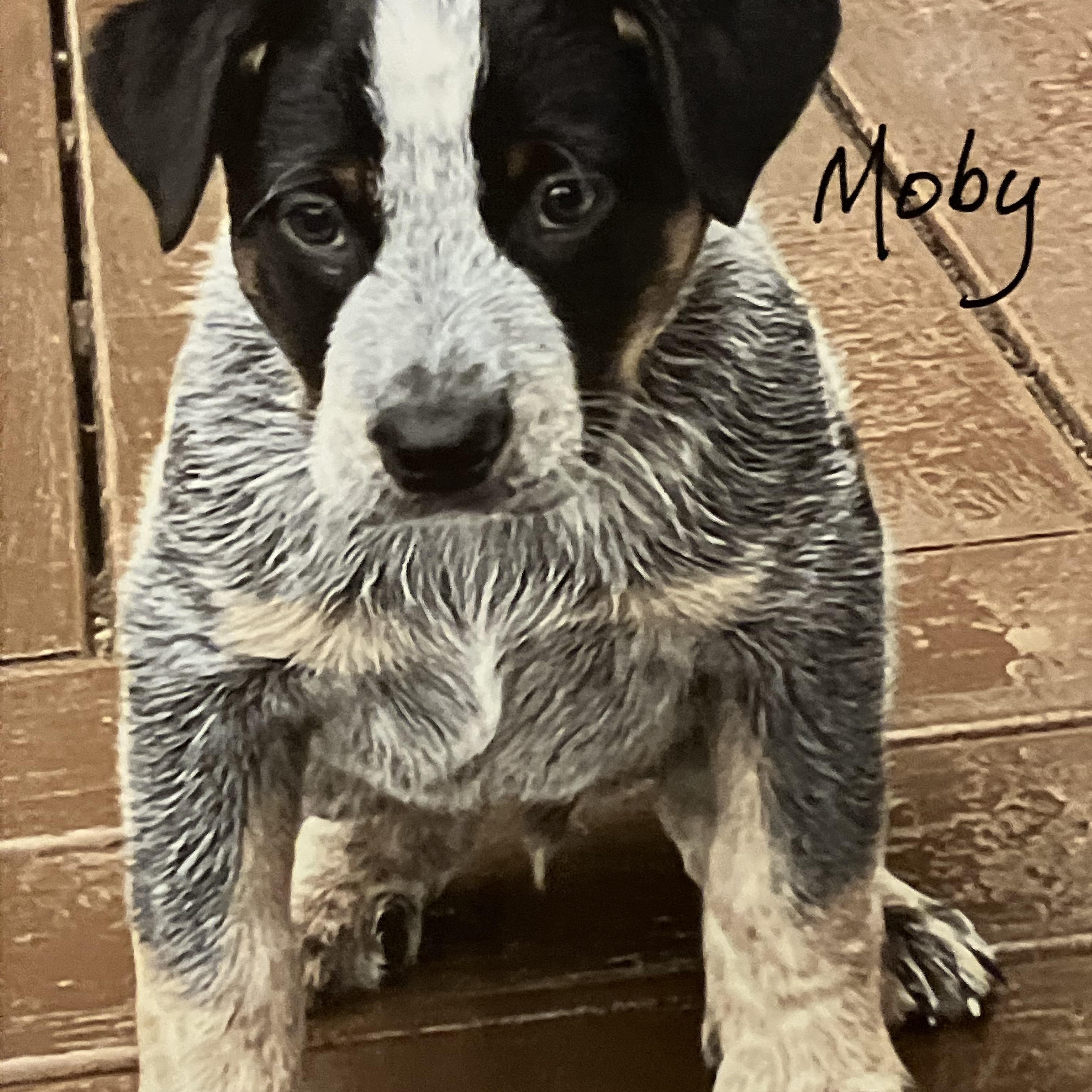 Moby, an adopted Australian Cattle Dog / Blue Heeler in Wilmington, DE image 2/2