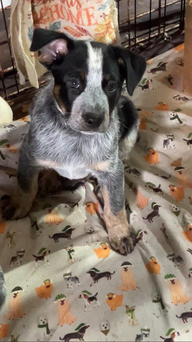 Moby, an adopted Australian Cattle Dog / Blue Heeler in Wilmington, DE image 1/2
