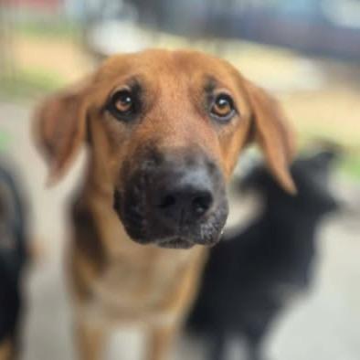 Pawblo, a Adoptable mixed breed in Dover, AR image 1/2