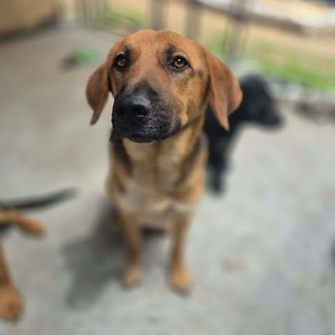 Pawblo, a Adoptable mixed breed in Dover, AR image 2/2