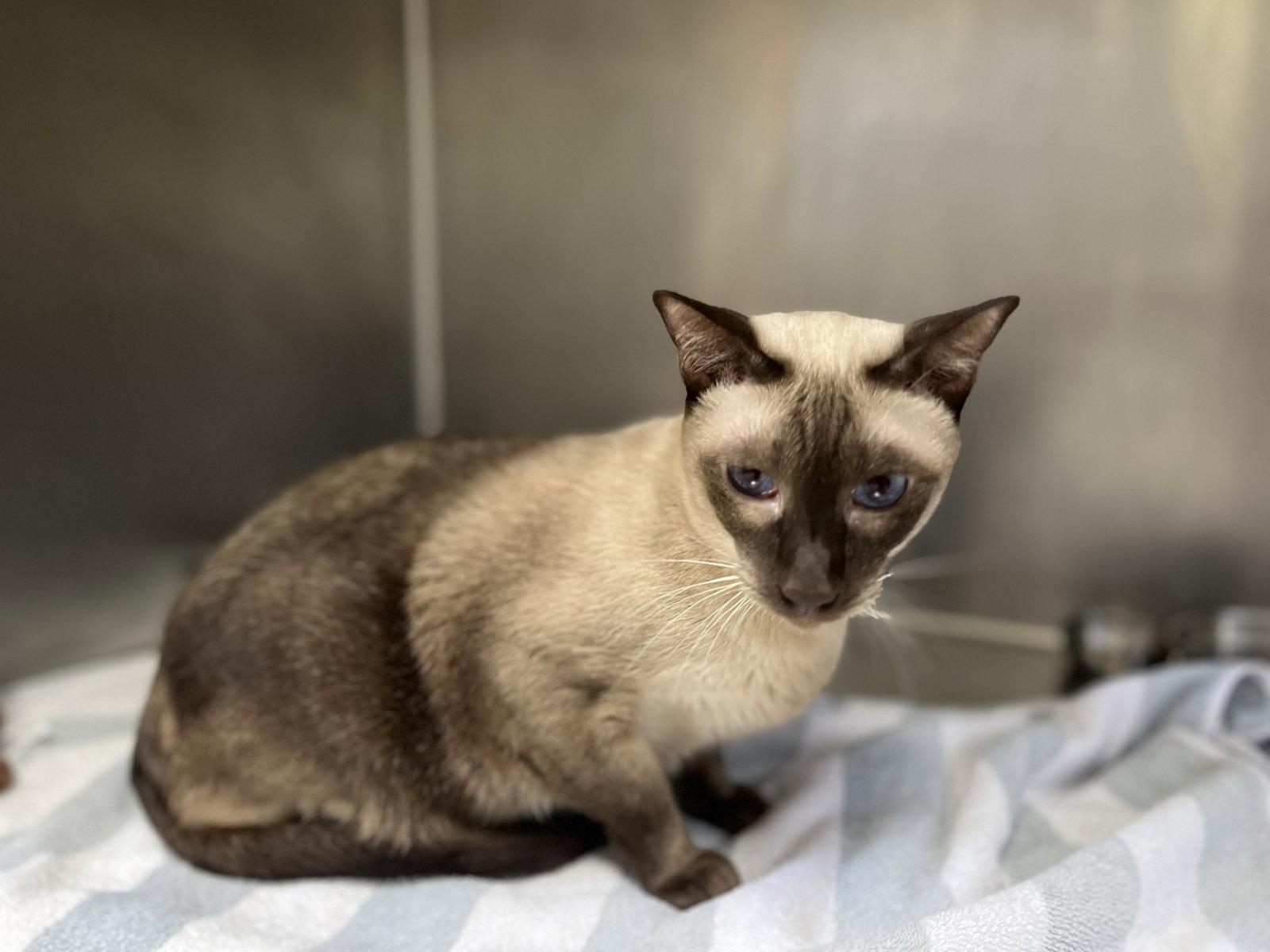 Fenway, Adoptable, Adult Male Siamese.