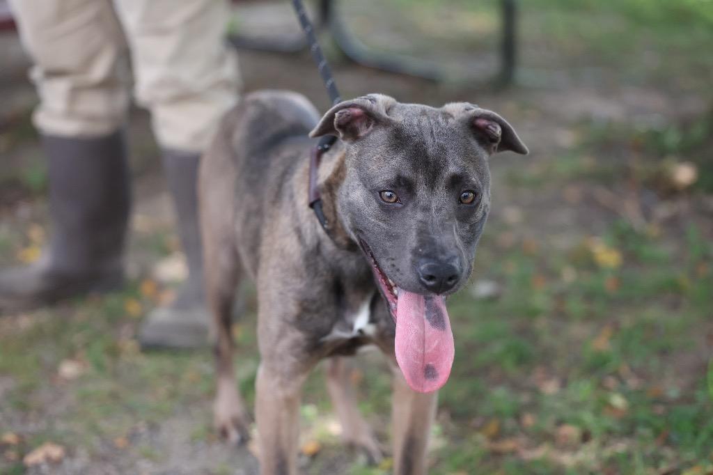 Thor, Adoptable, Young Male Mixed Breed.