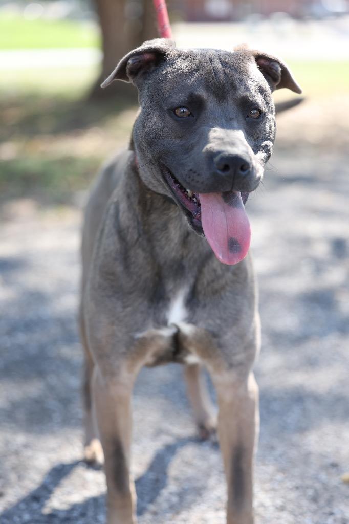 Enlarge Thor, a Adoptable mixed breed in Dyersburg, TN image 3/6