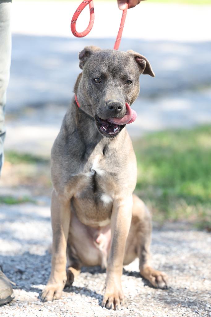 Enlarge Thor, a Adoptable mixed breed in Dyersburg, TN image 4/6