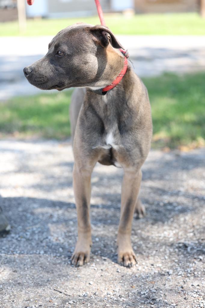 Enlarge Thor, a Adoptable mixed breed in Dyersburg, TN image 5/6