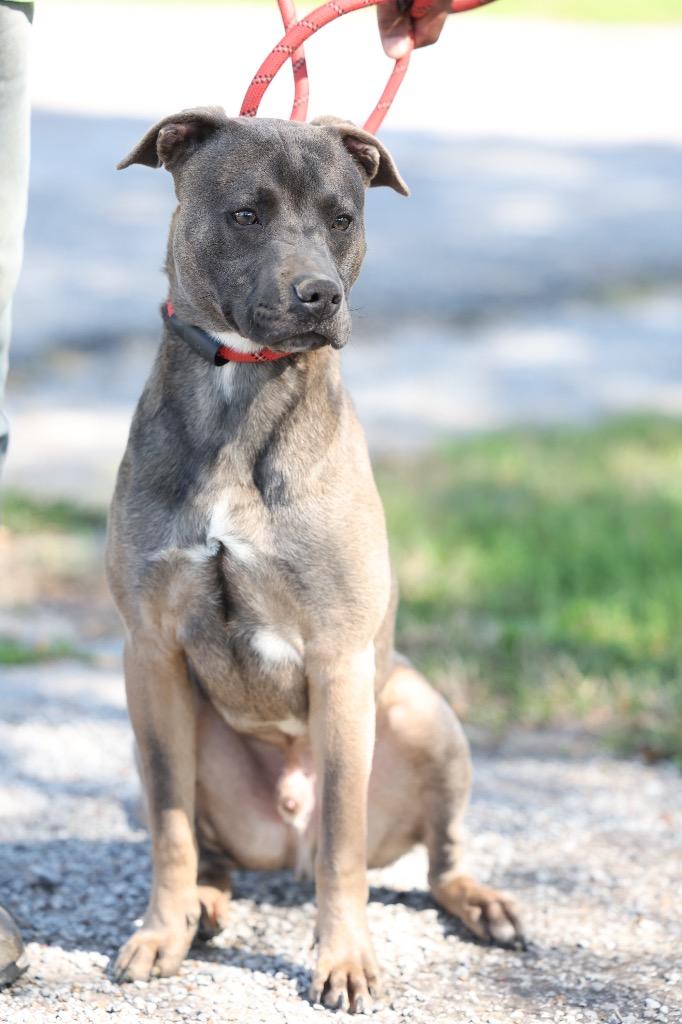 Enlarge Thor, a Adoptable mixed breed in Dyersburg, TN image 6/6