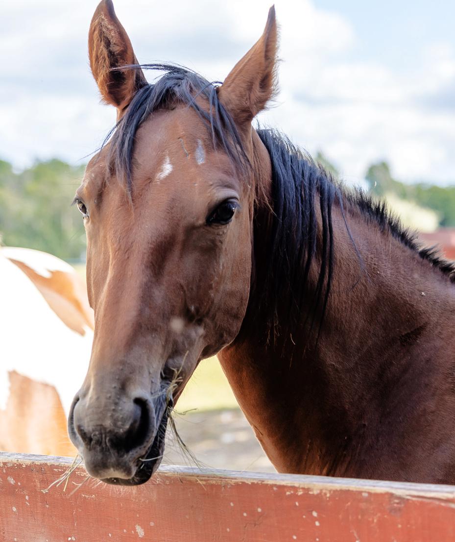 Fletcher, a Adoptable Standardbred in Elkhart Lake, WI image 1/6