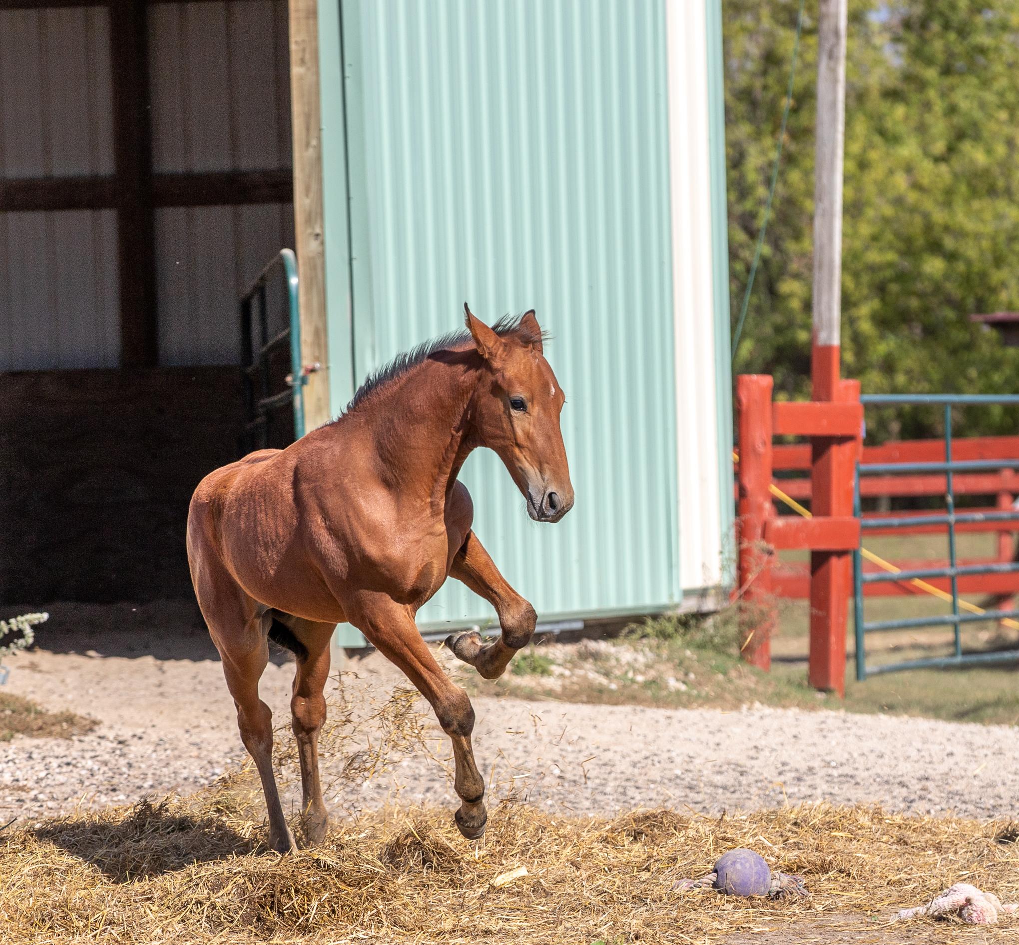 Fletcher, a Adoptable Standardbred in Elkhart Lake, WI image 2/6