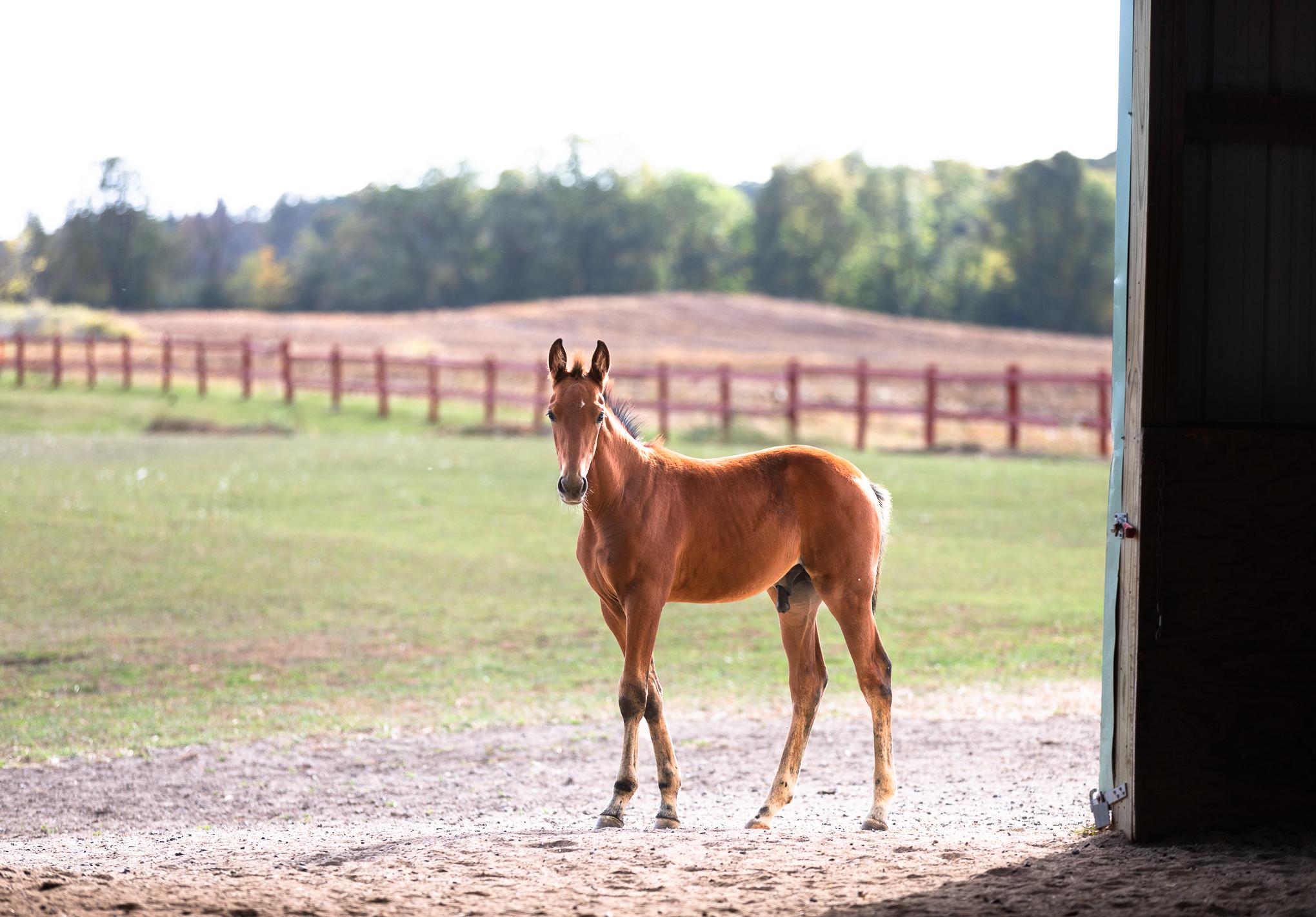 Fletcher, a Adoptable Standardbred in Elkhart Lake, WI image 3/6