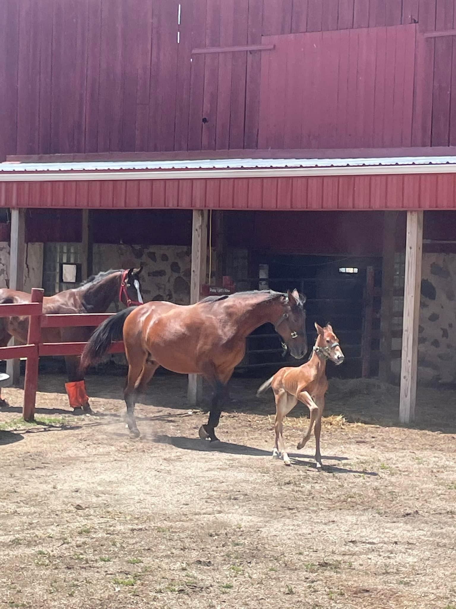 Fletcher, a Adoptable Standardbred in Elkhart Lake, WI image 4/6