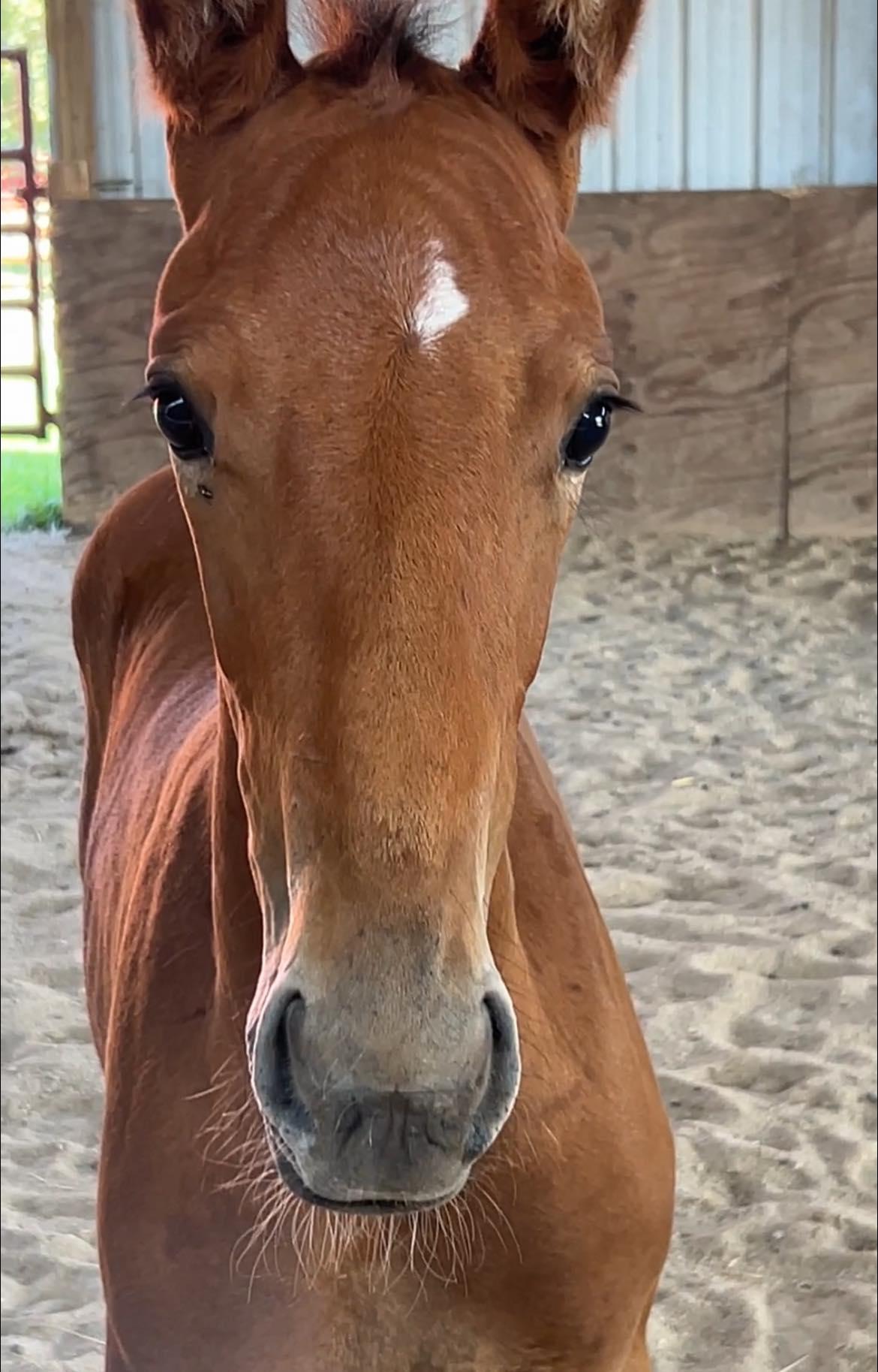 Fletcher, a Adoptable Standardbred in Elkhart Lake, WI image 5/6