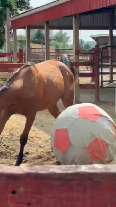 Enlarge Fletcher, a Adoptable Standardbred in Elkhart Lake, WI video 6/6