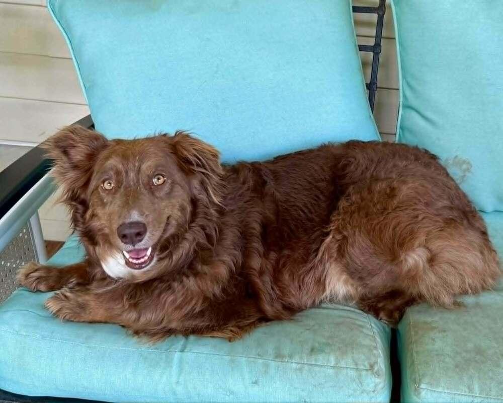 Mercy, Adoptable, Adult Female Australian Shepherd.