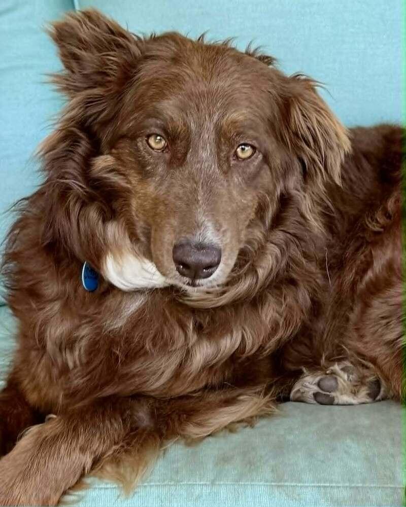 Mercy, a Adoptable Australian Shepherd in Troy, IL image 2/6