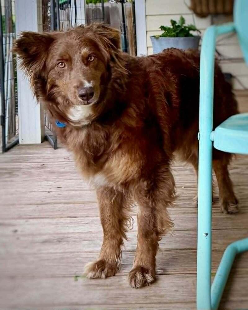 Mercy, a Adoptable Australian Shepherd in Troy, IL image 3/6