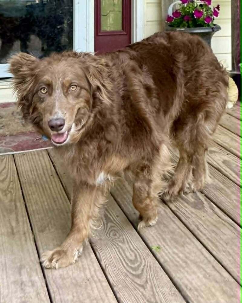 Mercy, a Adoptable Australian Shepherd in Troy, IL image 4/6