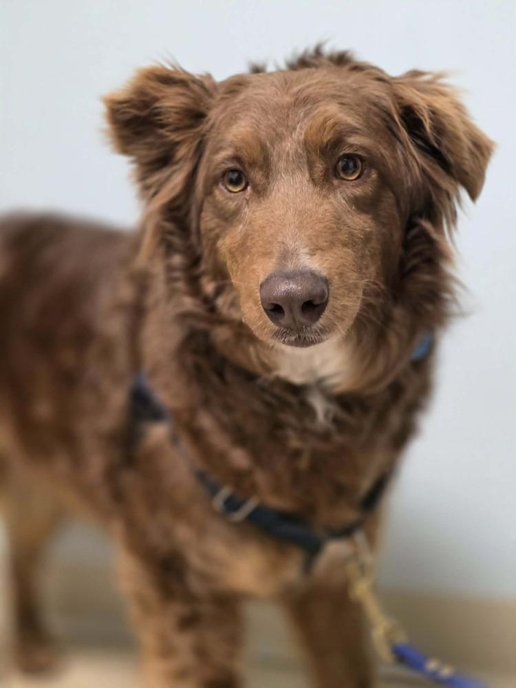 Mercy, a Adoptable Australian Shepherd in Troy, IL image 5/6