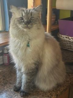 Enlarge Dusty and Lil' B - bonded pair, a ADOPTABLE mixed breed in Albuquerque, NM image 2/4