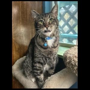 Lil' B, ADOPTABLE, Senior Male Manx & Tabby.