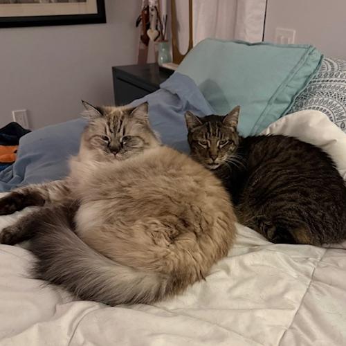 Dusty and Lil' B - bonded pair, ADOPTABLE, Senior Male Himalayan & Siamese.