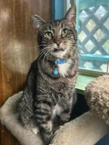 Enlarge Dusty and Lil' B - bonded pair, a ADOPTABLE mixed breed in Albuquerque, NM image 3/4