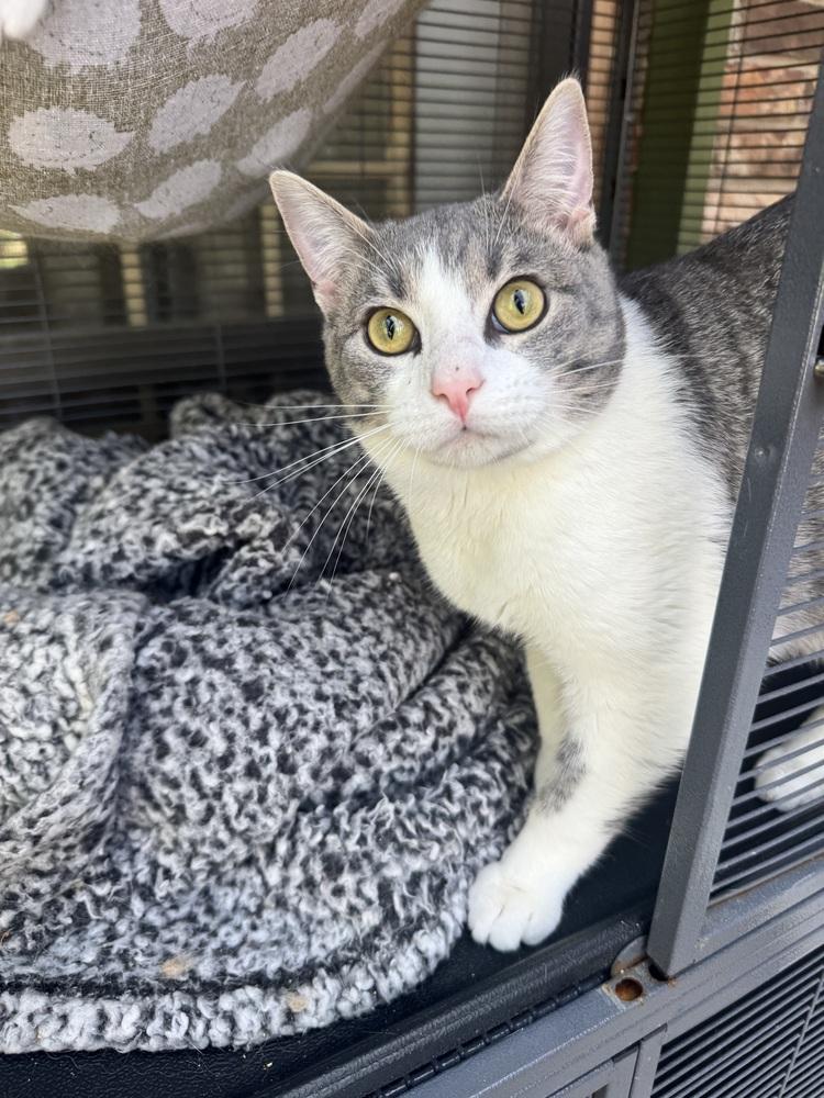 Wasabi, Adoptable, Young Male Egyptian Mau & Domestic Short Hair.