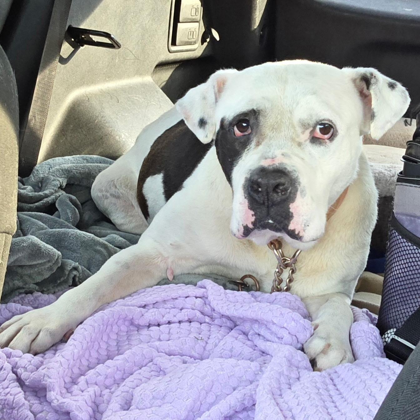 Cutie Pie, a ADOPTABLE American Bulldog in Brentwood, TN image 4/4