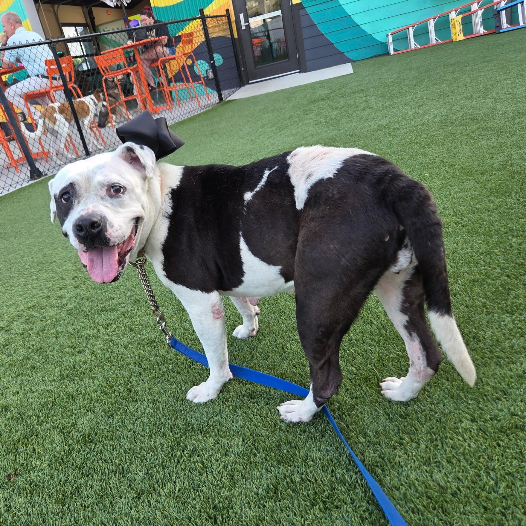 Cutie Pie, a ADOPTABLE American Bulldog in Brentwood, TN image 2/4
