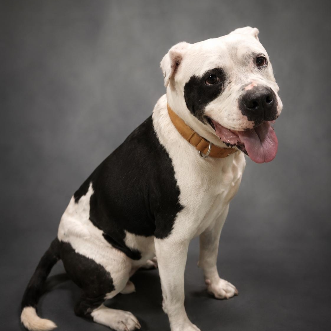 Cutie Pie, ADOPTABLE, Adult Female American Bulldog.