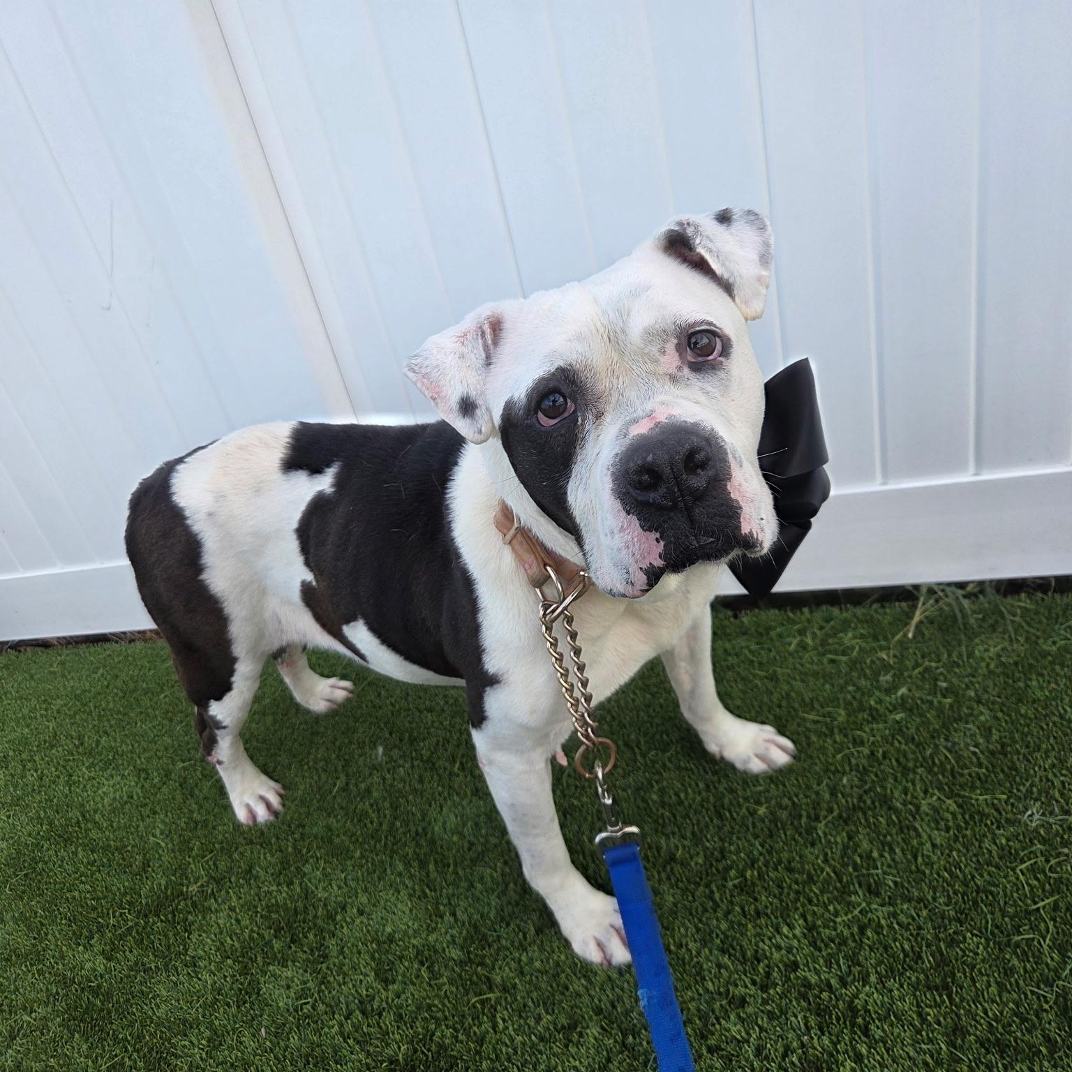 Cutie Pie, a ADOPTABLE American Bulldog in Brentwood, TN image 3/3