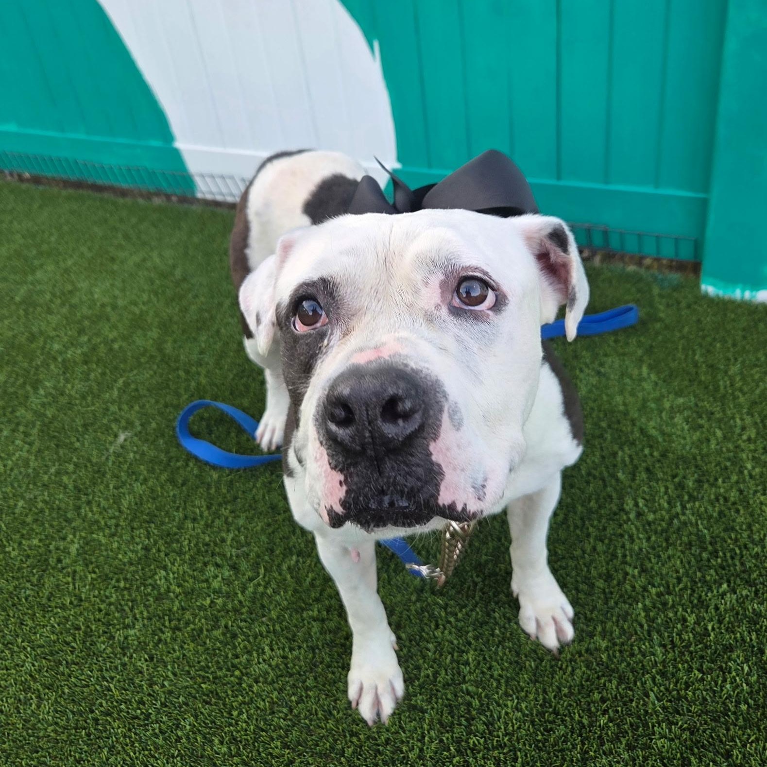 Cutie Pie, a ADOPTABLE American Bulldog in Brentwood, TN image 3/4