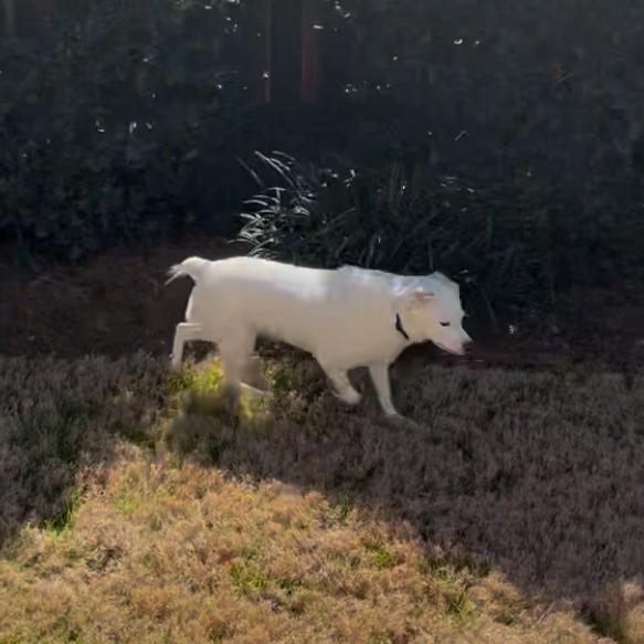 Faith, Adoptable, Adult Female Labrador Retriever & Mixed Breed.