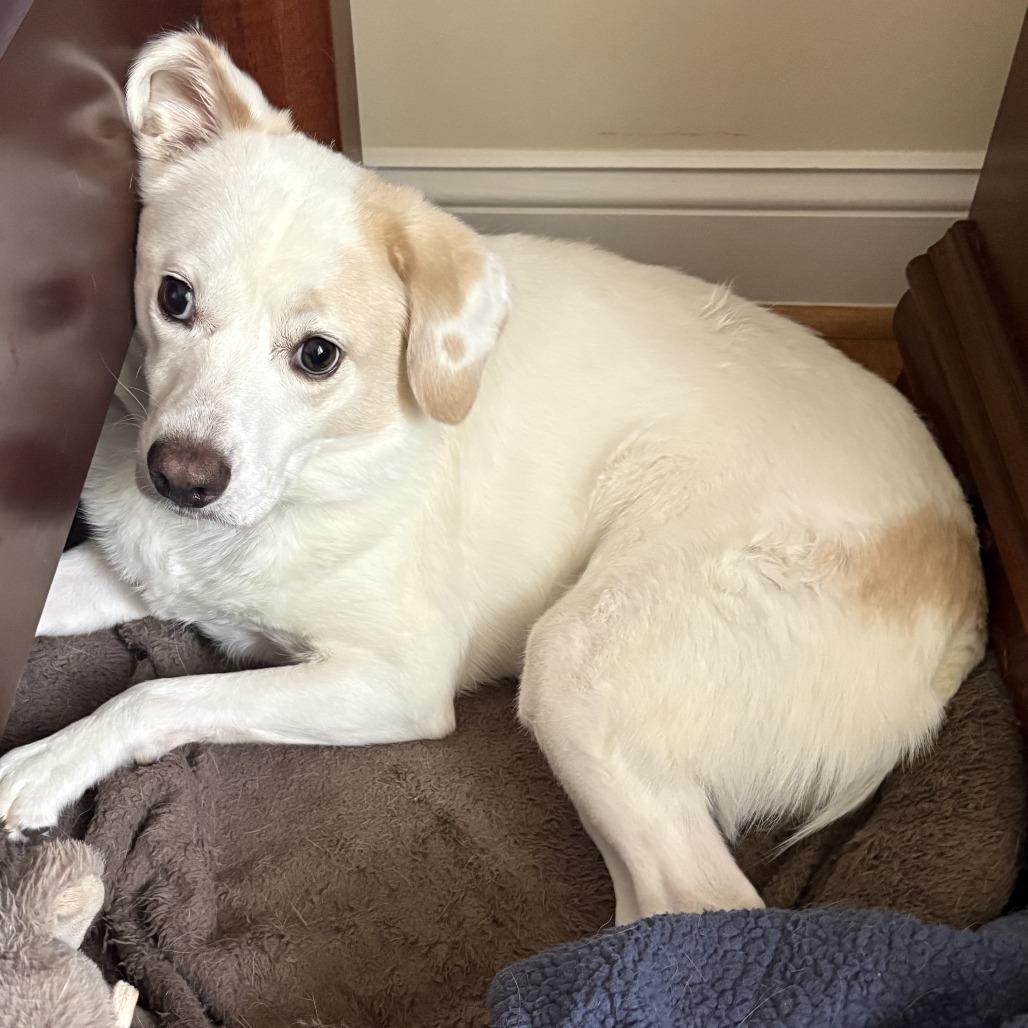 Faith, a Adoptable mixed breed in Simpsonville, SC image 2/2