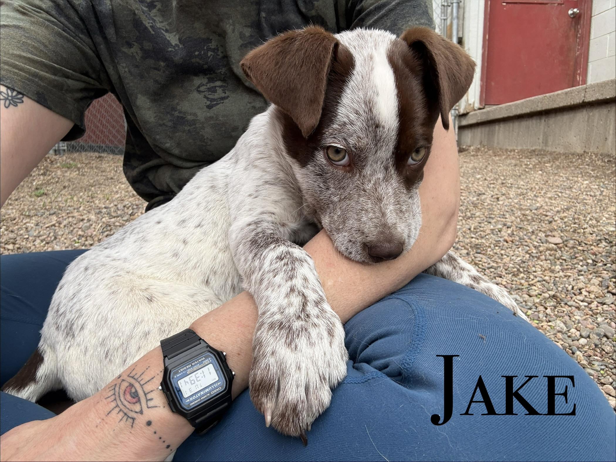 Jake, ADOPTABLE, Puppy Male Australian Cattle Dog / Blue Heeler.