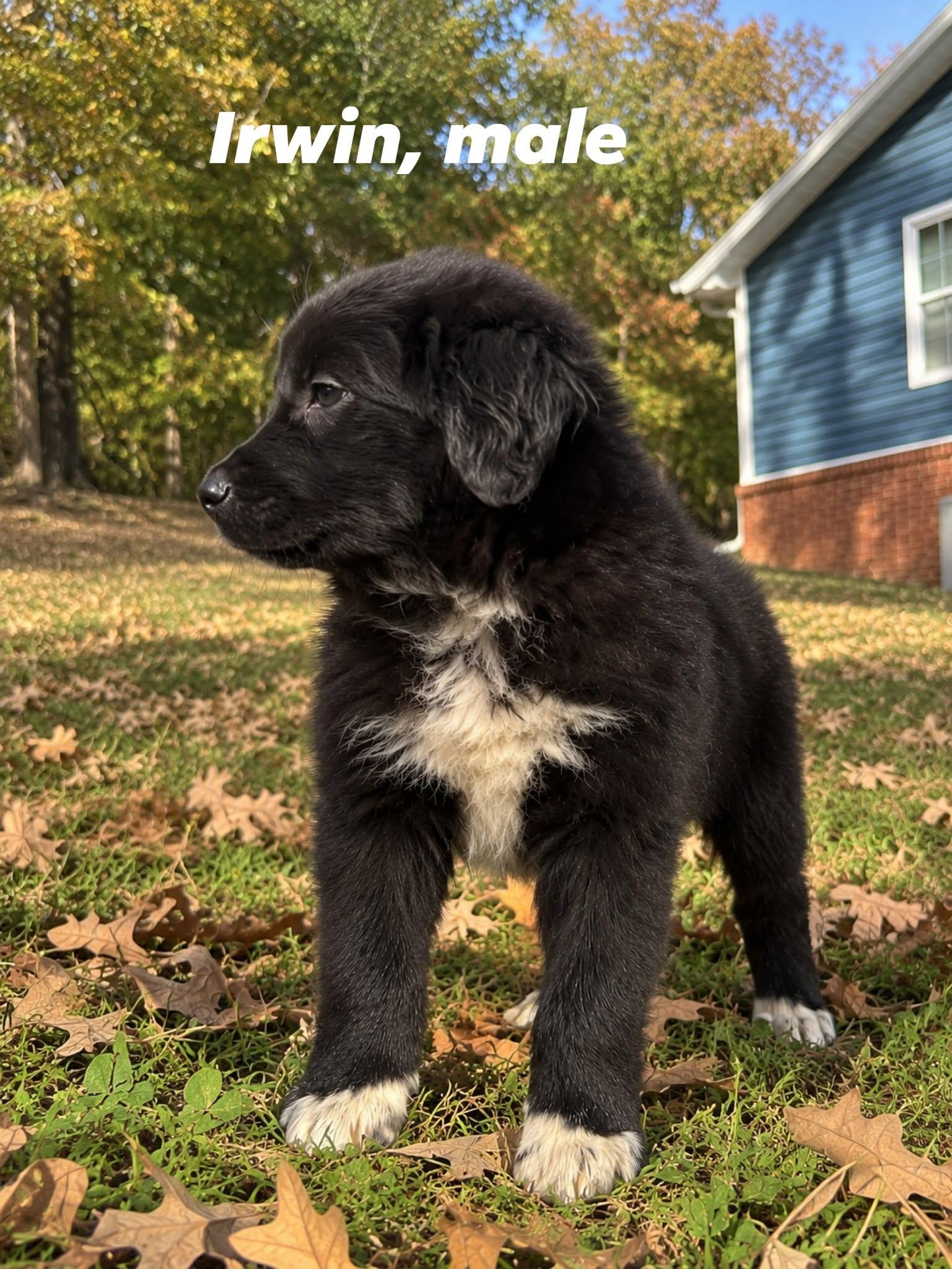 Enlarge Irwin, a Adoptable mixed breed in Shelton, CT image 5/5