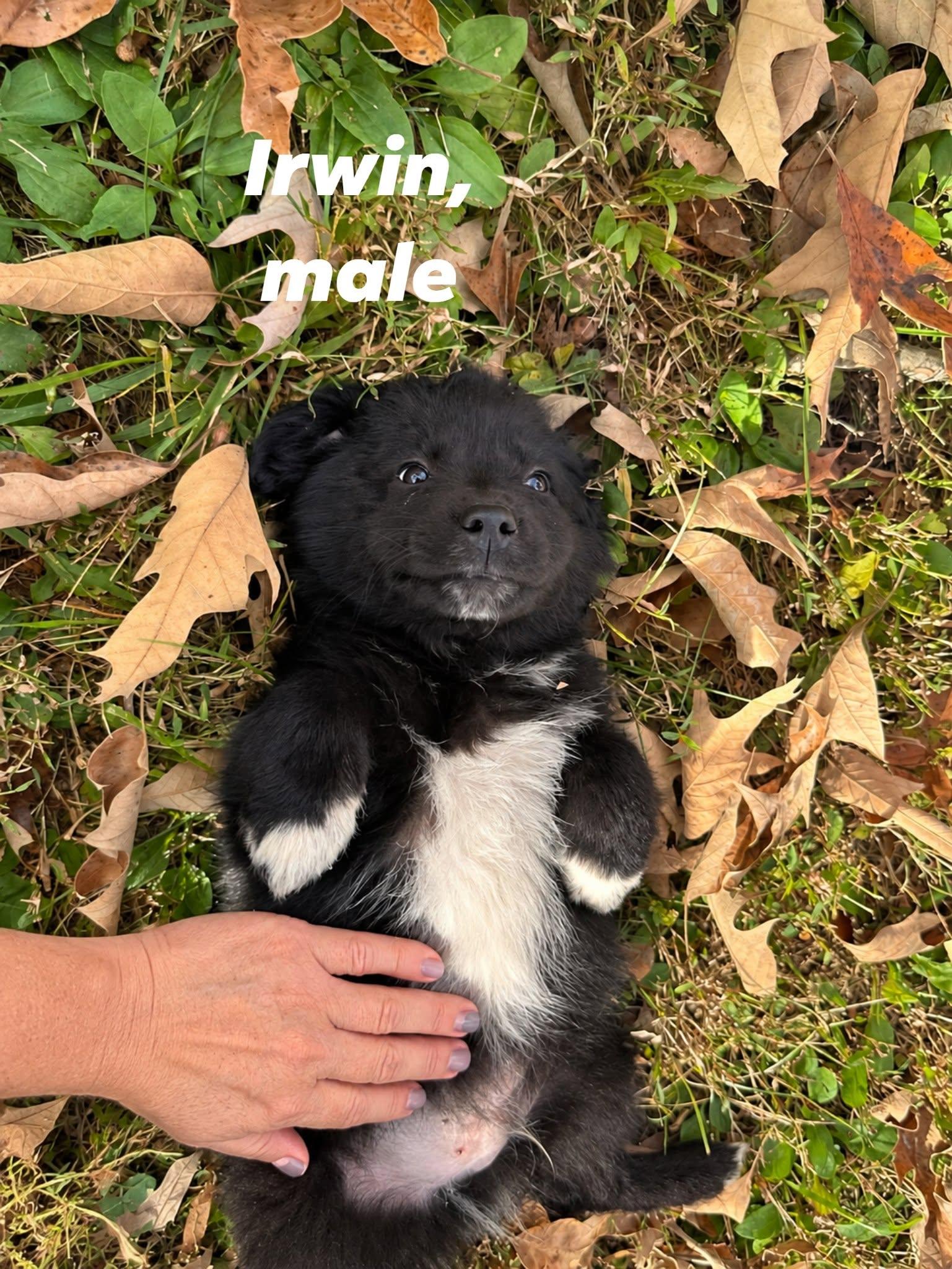 Enlarge Irwin, a Adoptable mixed breed in Shelton, CT image 3/5