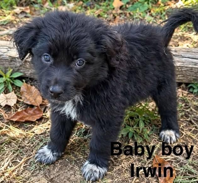 Irwin, Adoptable, Puppy Male Australian Shepherd & Border Collie.
