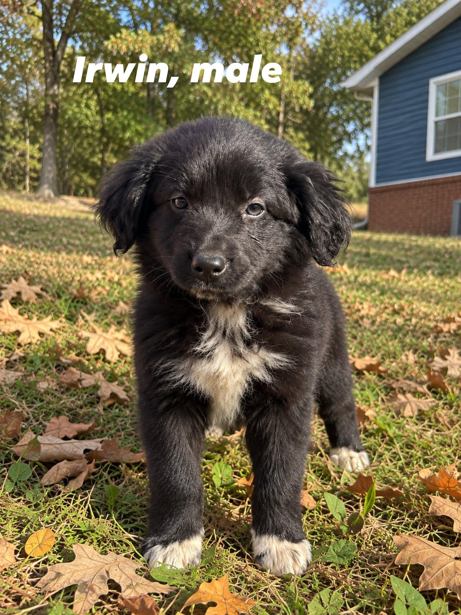 Enlarge Irwin, a Adoptable mixed breed in Shelton, CT image 4/5