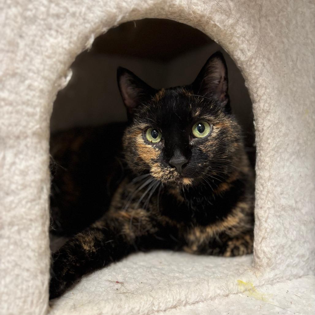 Toffee--In Foster***ADOPTION PENDING***