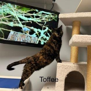 Toffee--In Foster***ADOPTION PENDING*** — thumbnail 2