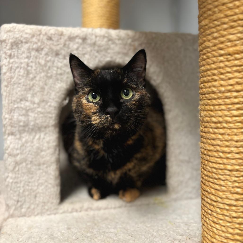 Toffee--In Foster***ADOPTION PENDING*** — thumbnail 3