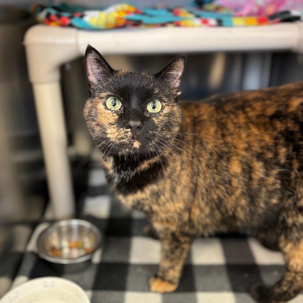 Toffee--In Foster***ADOPTION PENDING*** — thumbnail 4